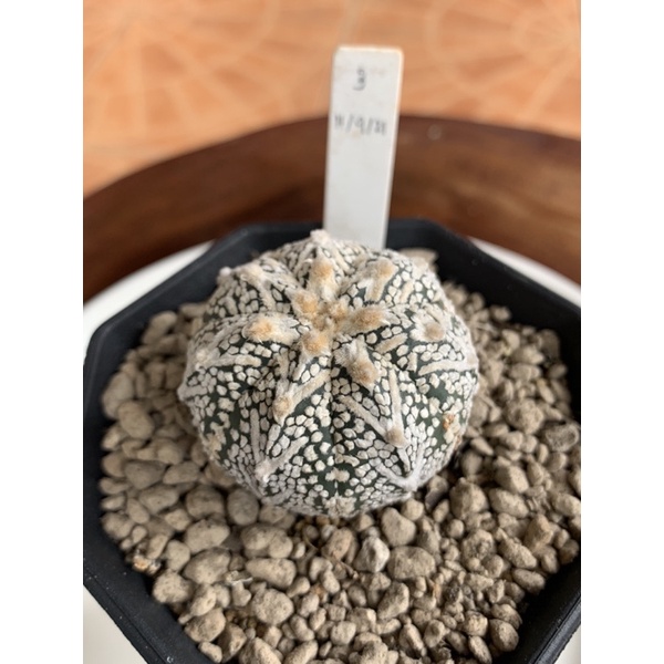 Cactus: Astrophytum asterias V type(แคคตัส แอสโตร วี ไม้เมล็ด)