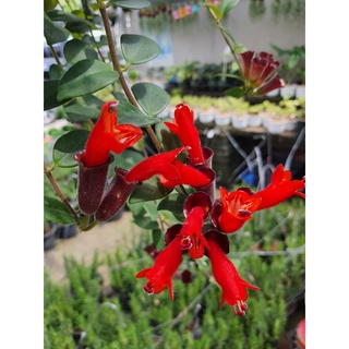 Lipstick Vine Aeschynanthus radicans jack.ต้นลิปสติก ดอกสีแดง ในกระถาง8นิ้ว ติดดอกแล้ว