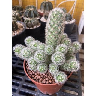 Mammillaria carmenae คามิเน่ หนามสีขาว cactus ฟอร์มกอ ใหญ่ 📦 จัดส่งแบบถอดราก