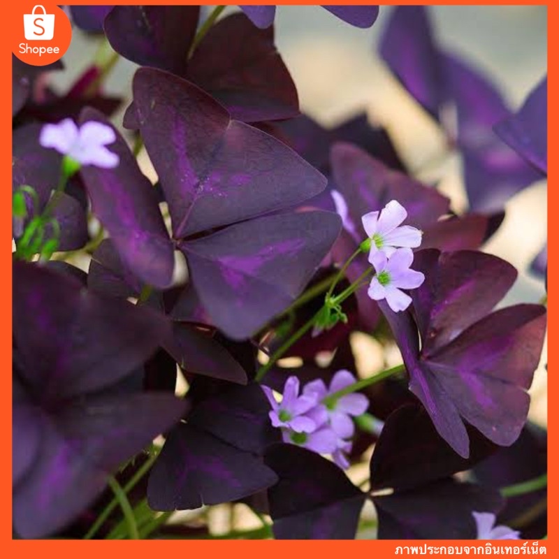 Oxalis Triangularis บรรจุ 4 หัว 100
