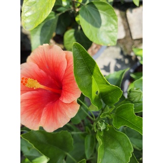 ชบานอก ชบาดอกใหญ่ ชบา Hibiscus Australian pink flower ชบาดอกสีส้ม สายพันธ์ดอกใหญ่  สูง 60cm ในกระถาง 10นิ้ว