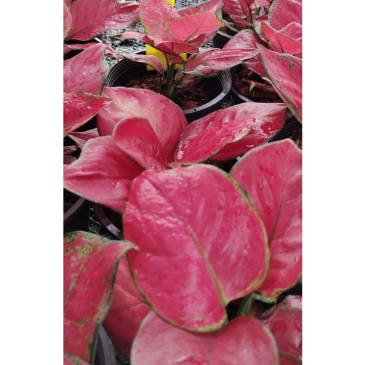 ซุปเปอร์เรด(Aglaonema Super red)