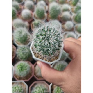 แมมขนแมว โบคาซาน่า Mammillaria bocasana 🪴😻🌵🪴😻🌵🪴😻🌵