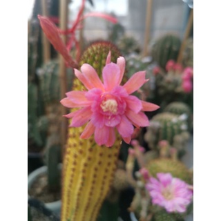 กระบองเพชร ไม้นำเข้าออกดอกในไทยแล้วแคคตัส cactus หน่อเด็ดสด Hildewintera  hybridด่าง ดอกสีชมพู ขนาด 3 ซม. ขึ้นไป