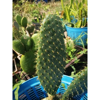 Opuntia Helleri แพดตัดสด