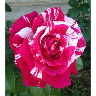 30 เมล็ด เมล็ดพันธุ์ กุหลาบ สำหรับปลูก สตาร์แอนด์สไตร้พส์ แดง-ชมพู Striped Rose Bonsai Seeds นำเข้าจากต่างประเทศ