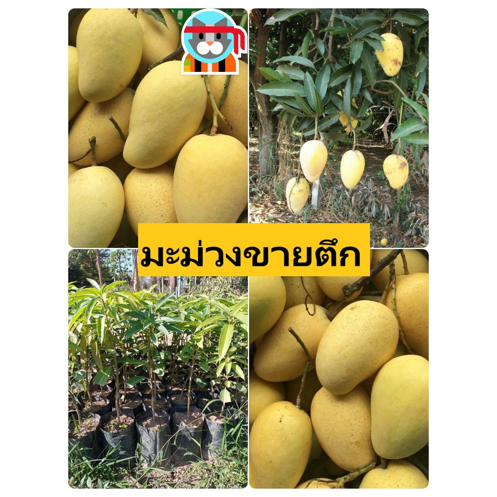 มะม่วงมันขายตึก ดิบสุกทานได้รสชาติอร่อย ต้นเสียบยอด สูง 50-70 ซม พร้อมปลูก 1 ปีออกลูก