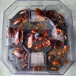 TOKAI เครื่องดักจับแมลงสาบมหัศจรรย์ 4 ทิศทาง ดักจับแมลง สัตว์เลื้อยคลาน จิ้งจก ๆลๆ