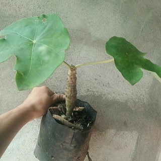 ต้นว่านหนุมานนั่งแท่น