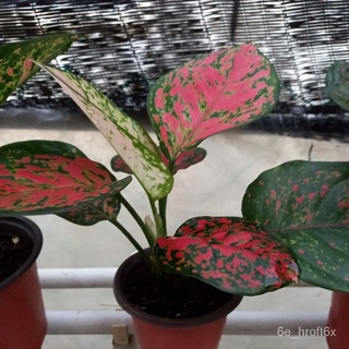 Aglaonema live indoor plant Coleus เอเวอร์กรีน文胸/seeds/帽子/玫瑰/花园/香菜/内裤/裙子/头饰/种子/ 6WXQ