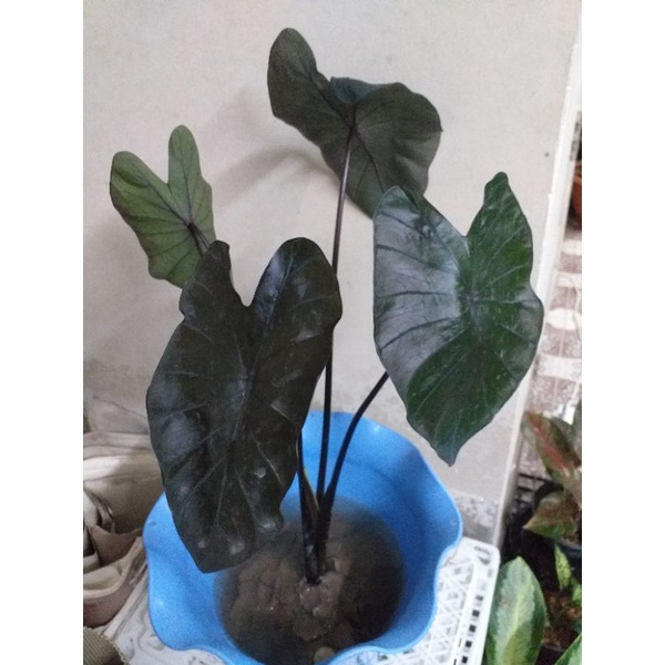 บอนดำ Colocasia Black coral ไซต์ 40-50 เซน ใบดำเงาสวย ทุกต้น จัดส่งทั้งกระถาง