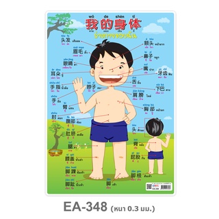 โปสเตอร์พลาสติก A4 คำศัพท์ My Body ภาษาจีนชาย EA-348