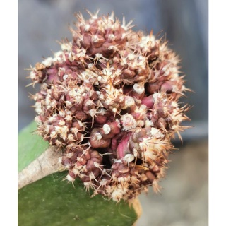 ยิ​มโน​ T lux  ทีรัก t-lux ​ สวยสุดๆ  แคสตัส castus​ Astrophytum​