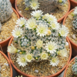 Mammillaria Duwei แมมดูไว ฟอร์มกอ ดอกโทนสีเหลือง กระบองเพชร แคคตัส