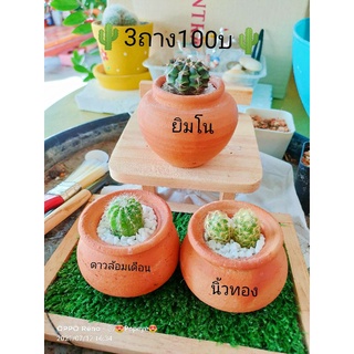 🌵ชุดสุดคุ้ม 3กระถาง100บาท🌵