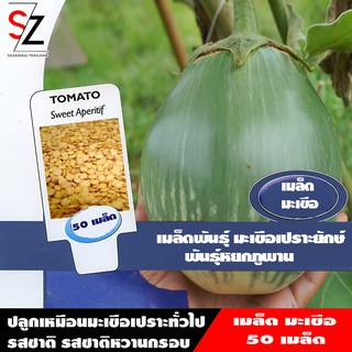 50 เมล็ด เมล็ดพันธุ์ มะเขือเปราะยักษ์ พันธุ์หยกภูพาน (Yok Poo Pan Giant Eggplant Seed)  sazamall