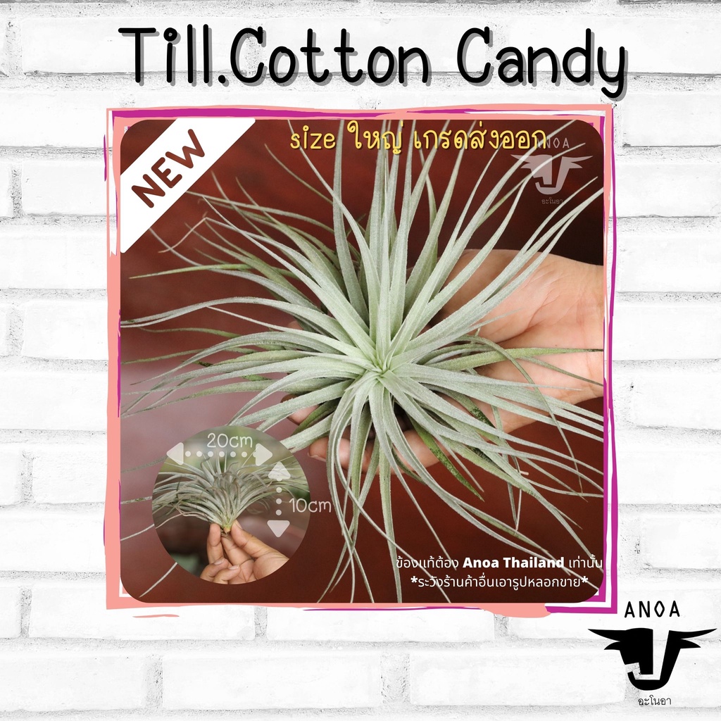 *สินค้าขายดี* Tillandsia ทิลแลนเซีย สับปะรดสี 6 สายพันธุ์ เกรด Premium ราคา ถูกที่สุด ดีลบีเคเค แกลเลอรีภาพที่ 4