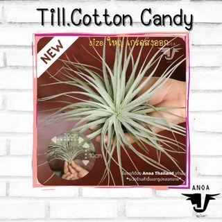 *สินค้าขายดี* Tillandsia ทิลแลนเซีย สับปะรดสี 6 สายพันธุ์ เกรด Premium
