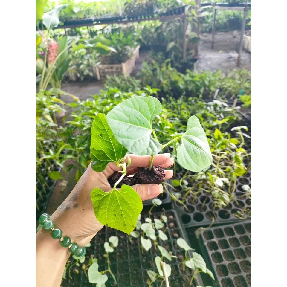 ต้นกล้า ถั่วแปบ พร้อมปลูก กล้าละ 10บาท ซื้อ 10แถม2 ถั่วแปบ เป็นพืชตระกูลถั่ว เติบโตรวดเร็ว ทานผลได้ ทานใบได