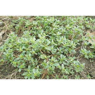 300 เมล็ด ผักเบี้ยใหญ่ Portulaca oleracea ผักอีหลู ผักตาโค้ง ผักเบี้ยดอกเหลือง ผักเบี้ยใหญ่ แดงสวรรค์ สมุนไพรไทย