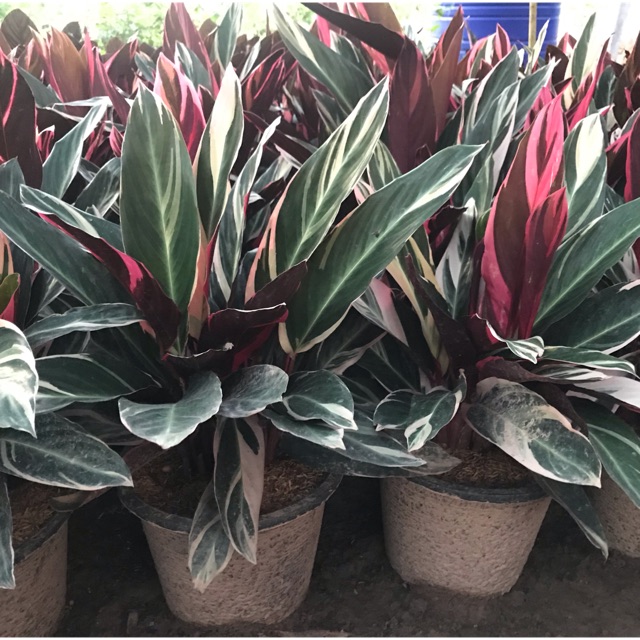 0021 คล้าทอง หรือ นางพญาคล้าทอง Stromanthe oppenheimiana ‘Tricolor’