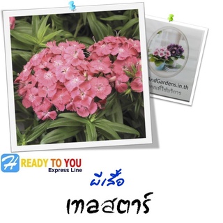 ผีเสื้อ (Dianthus) เทลสตาร์ 25 เมล็ด (จาก From Takii &amp; Co. Ltd.)