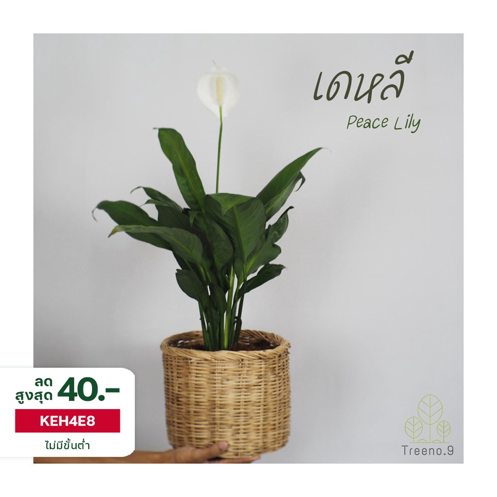 Treeno.9 T63🌷 เดหลี (Peace Lily)🌷ล๊อตใหม่ มีดอก กระถาง10 นิ้ว ปลูกทั้งในกระถางสำหรับตั้งไว้ในอาคาร
