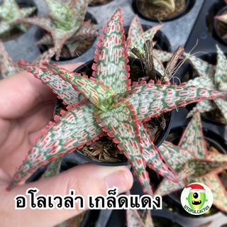 อโลเวล่า - Aloe hybrid / Utopia