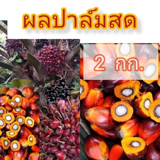 ผลปาล์มสุก 2 กก. คุ้มกว่า แค่ราคา 99 บาท ประหยัดถึง 19 บาท