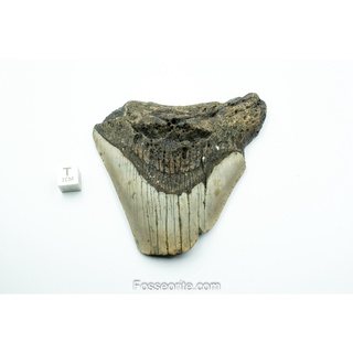 [อายุกว่า 20 ล้านปี!] #M13 ฟอสซิล ฟันฉลามยักษ์ Megalodon Fossil Tooth ขนาด 3.7" หนัก 150.4g จาก USA