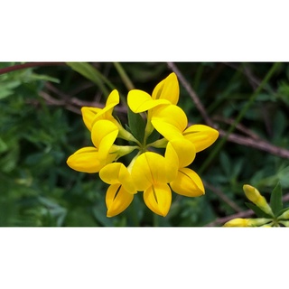 เมล็ดพันธุ์ Lotus corniculatus birds foot trefoil 500 เมล็ด เมล็ดพันธุ์นำเข้าจาก อังกฤษ