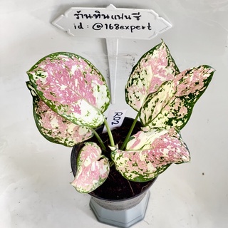 อัญมณีสามสี อัญมณี สามกษัตริย์ 3สี Tricolor Aglaonema Anyamanee อโกลนีมา แก้วกาญจนา ไม้กระแสมาแรง