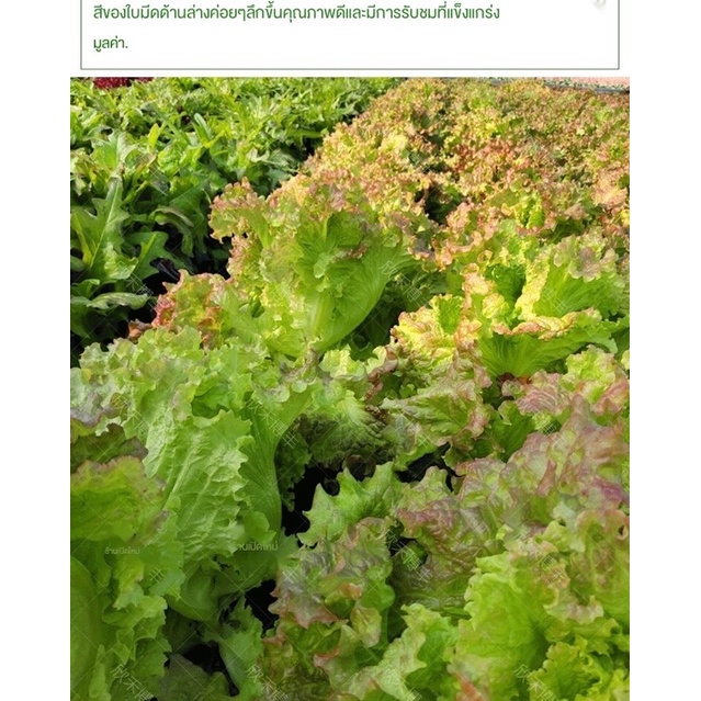 เมล็ดพันธุ์ ผักกาดหอมอิตาลี สีแดงอ่อน (Red Italian Lettuce Seed) บรรจุ 100 เมล็ด หัวใหญ่ กรอบมาก หวาน ราคา ถูกที่สุด ดีลบีเคเค แกลเลอรีภาพที่ 5
