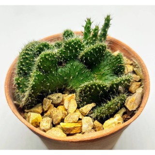 มีประกัน ส่งไว โอพันเทียคริสตาต้า ยกกระถาง 2 นิ้ว Opuntia  Cristata