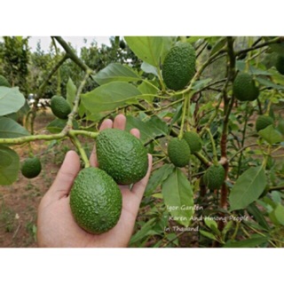 อะโวคาโด้🌱🥑✨ พันธุ์ แรมแฮส ( Lambs Hass Avocados ) " กล้าละ 220.- ( กล้าเสียบยอด )