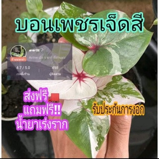 🔥บอนเพชรเจ็ดสีแท้100%🔥รับประกันการงอก ส่งฟรี‼️ แถมฟรีน้ำยาเร่งราก