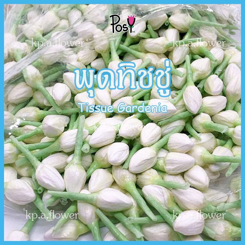 🌼มะลิทิชชู่ ดอกมะลิทิชชู่ ดอกพุดทิชชู่ พุดทิชชู่ สำหรับร้อยมาลัย มีกลิ่นหอม🌼 คุณภาพสูง มี 4 ขนาด🔶 ราคาเริ่ม 35 ส่งไว⚡️