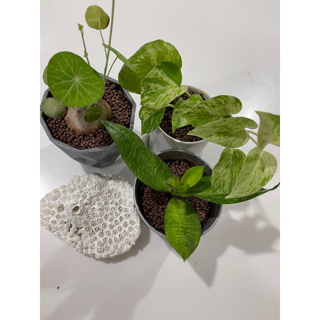 ป๊อปเปอร์ดินเผา เม็ดเล็ก(ไซส์ S) สำหรับคลุมดินเก็บความชื้นให้ต้นไม้ 1ถุง ขนาด1ลิตร ผลิตจากดินเหนียวธรรมชาติ - รูปที่ 5