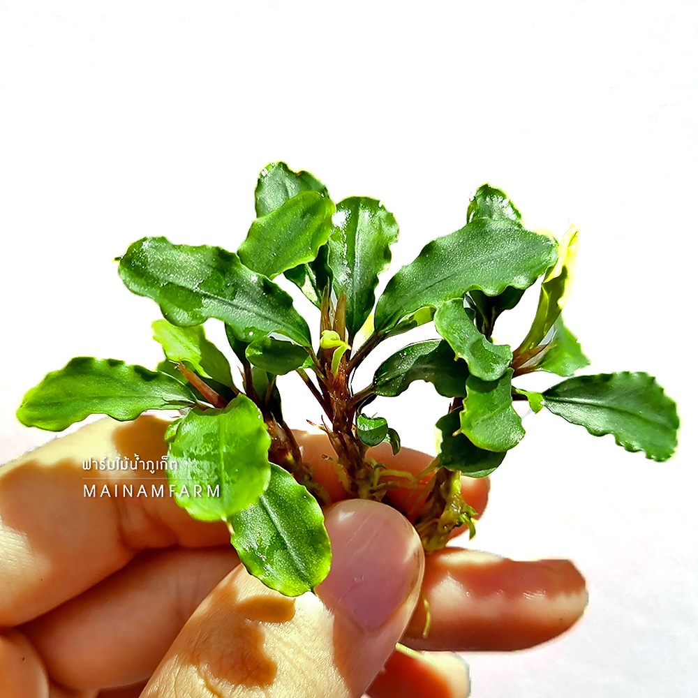 ต้นไม้น้ำ เซ็ท “บูเซปเขียวใบหยัก” – 3 ต้น Bucep. Green 'Wavy'