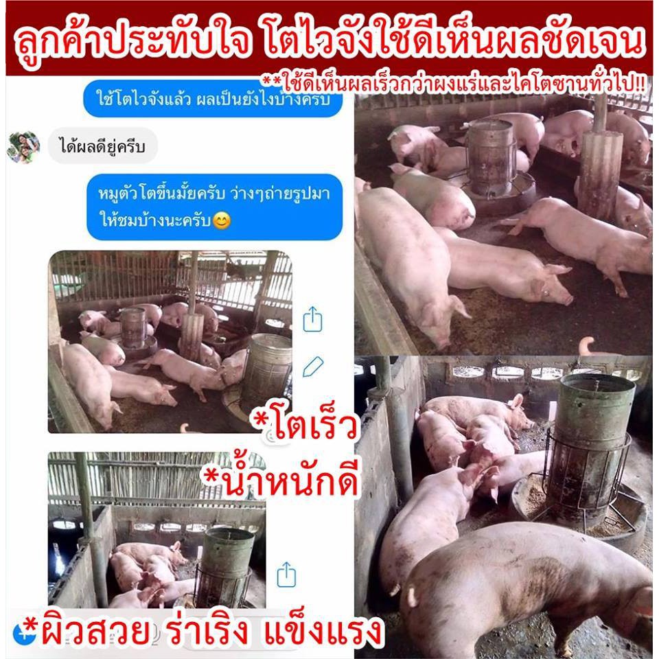 🆓ส่งฟรีไม่ใช้โค๊ด โตไวจัง ไคโตซาน วิตามันเร่งโต อาหารเสริมสำหรับสัตว์ทุกชนิด แข็งแรง โตเร็ว ลดอัตราการตายได้ดี - รูปที่ 6