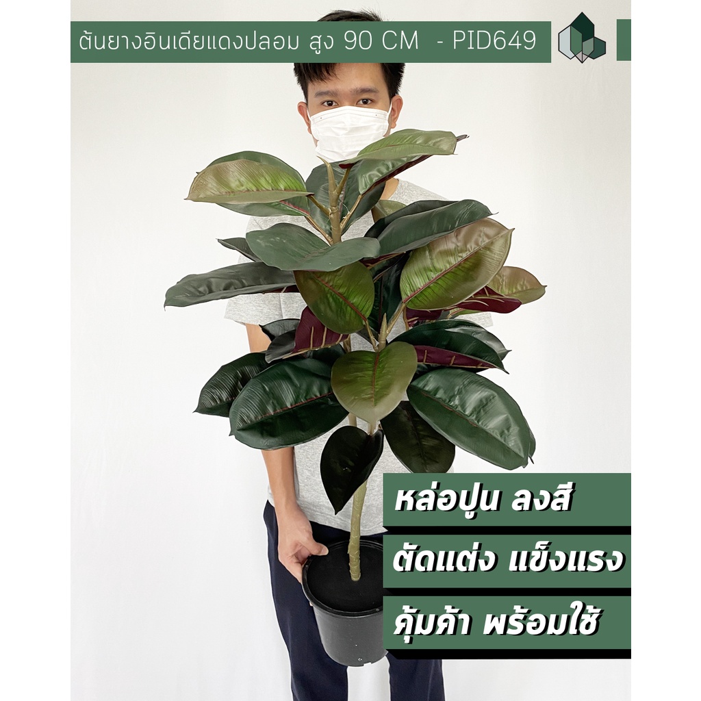 ต้นยางอินเดียแดงปลอม สูง 90 CM[ออกใบกำกับภาษีได้ ]