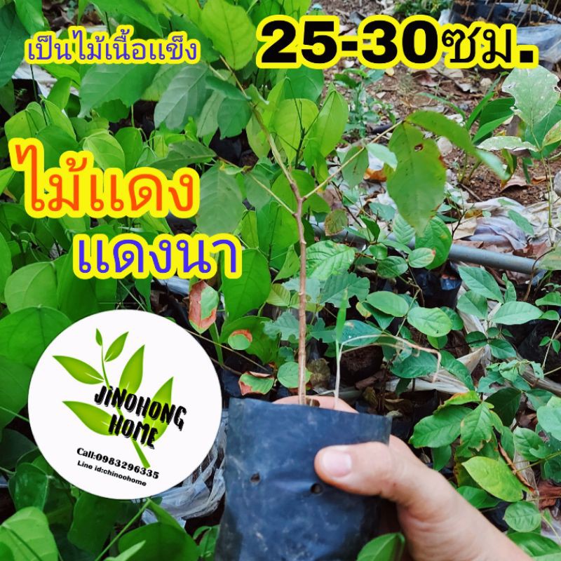 ต้นเเดง ต้นเเดงนา ต้นไม้เเดง
