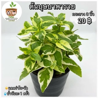 ต้นบุษบาพารวย จัดส่ง 2 ขึ้นไป คละแบบได้ ต้นไม้มงคลจิ๋ว