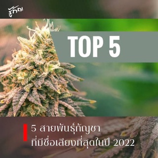 (คัดเมีย) Auto เมล็ดพันธุ์ กอลิล่า/เอราวัณ/เอราวัณ/KD ลุงดำ/KD ม่วง/KD เกาะเต่า 🍀พร้อมวิธีการปลูก พร้อมจัดส่ง