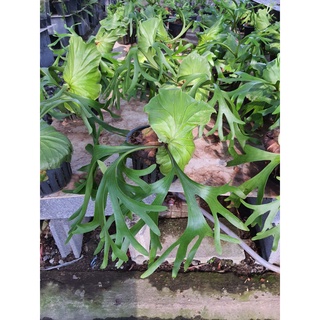 Polypodium polycarpon Sw. Grandicepsวงศ์: Polypodiaceae.เฟิน เขากวาง จัดส่งตามรูป