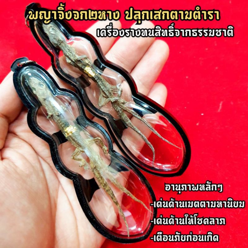จิ้งจกสองหางมหาเมตตา(ของแท้จาก สปป.ลาว) เครื่องรางโชคลาภเมตตาจากธรรมชาติ ผ่านพิธีปลุกเสกตามตำราโบราณ มีฤทธิ์มีอำนาจจริง