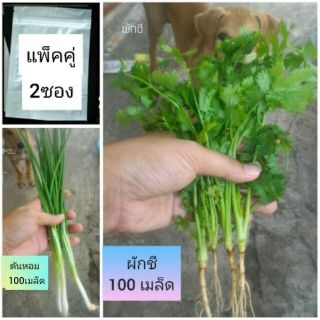 เมล็ดผักต้นหอม เมล็ดผักชี เมล็ดพันธุ์ ต้นหอม ผักชีไทย