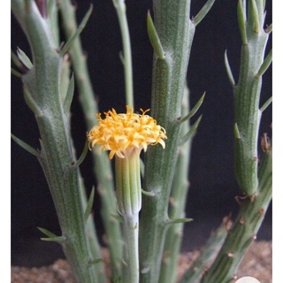 ไผ่ญุ่ปุ่น ดอกเหลืองน่ารัก ไผ่ญี่ปุ่น / ไผ่ปลาวาฬ / ไผ่เงิน (Senecio descoingsii)