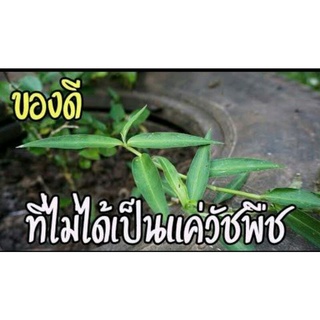 🌿ผักปลาบใบแคบสดสะอาดปลอดสารพิษนำไปแกงหรือแกงส้มตามความชอบกำละ30บาท