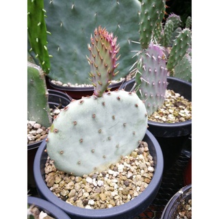 Opuntia Macrocentra Santarita สวยมากชำมีรากแล้ว